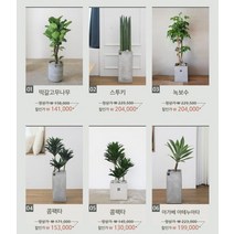 거실화분 인테리어화분 개업화분 공기정화식물 뱅갈고무나무 스투키 금전수, 1개, 35.송오브인디아