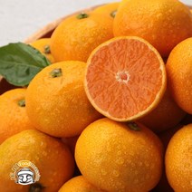 제주하늘 서귀포 하우스감귤 4.5kg (중대과 실속포장 실중량), 단품