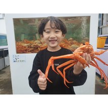 동해안 후포항 프리미엄 박달 홍게 대게 / 산지직송 생물 자숙(찜), 정품 박달홍게 특대짜 3마리, 생물 발송