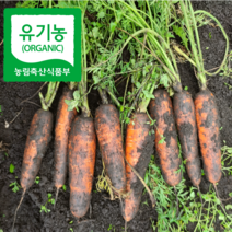 산지직송 유기농 제주 흙당근 3Kg 5kg 10kg 특상품