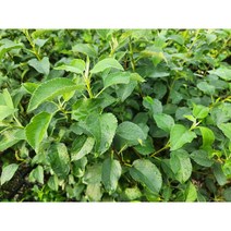 사과나무 속빨강사과 엔부 2년생 화분묘, 1개