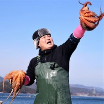 통영 문어 산지직송 자연산 돌문어 문어 제수용문어 1.5kg 2kg 3kg 5kg, 문어 3kg (2~9미), 1개
