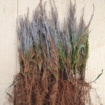 블루엔젤 2년생묘목 1주(개)
