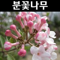 분꽃나무 묘목 키1m(분) 1개/정원/공원/조경수