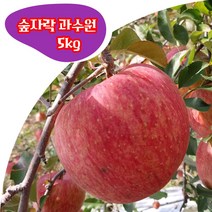 경북 봉화 부사 5kg 10kg (대과 중과 소과) 고당도 꿀 사과 숲자락 과수원 산지직송, 대과 5kg(14-16과)
