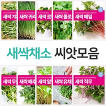 마이플랜트 새싹 채소 씨앗 21종 모음 베란다 텃밭, 종류:베이비채소 적겨자