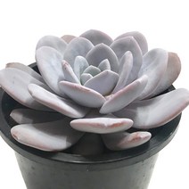 라우이(대품)-에케베리아/분홍라우이/백분/다육식물, 1개