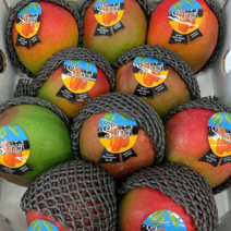 [당도보장 애플망고 ] 프리미엄 최상위급 고당도 애플망고 태국망고 선물 세트 명절 과일 선물세트, 애플망고 선물세트 3.6~4kg 내외 (8과내외)