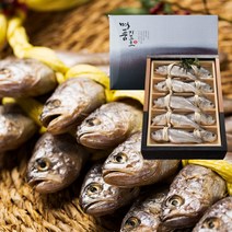법성포 영광 참굴비 설선물세트 굴비 가정용 선물용 추석 설 명절 선물세트 참조기 구이 특대 10마리 20마리, 선물용 굴비 (2.2kg내외) x 20마리