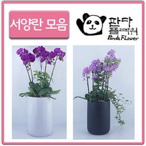 PFA011 축영전 예쁜꽃 난 승진축하 개업식 화분선물, 선물용 서양란, 17.레드탑(PFA047)