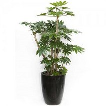 팔손이4 관엽식물 실내화초 축하화분 실내식물, 선택안함