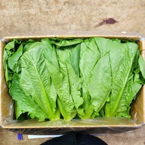야채24닷컴 통로메인 상추 300g, 1개