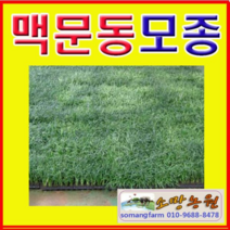 (D소망)맥문동모종(100구 연결포트 모종)맥문동판매, 1개