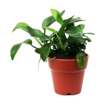 기타 바보사랑[미미네아쿠아]아누비아스 나나 (음성 활착수초)