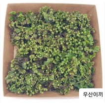 우산이끼 (대) 사이즈 엠큐팜 농장에서 제공하는 오리지널 우산이끼