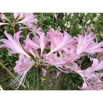 분홍 상사화 구근