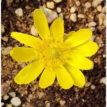 복수초(10cm모종) - 노지월동 원일초 설련화 얼음새