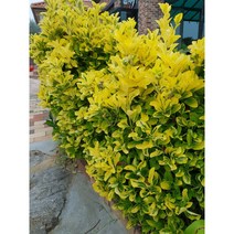 서울농원묘목/황금사철나무 묘목 뿌리묘 H1m이상 조경수 울타리, 황금사철 뿌리묘 1.2m이상, 1개