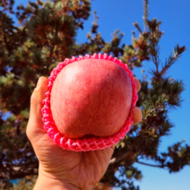 가정용 아삭 단단 부사 꿀 사과 소과 (22-24과) 5kg 경북 사과 농장