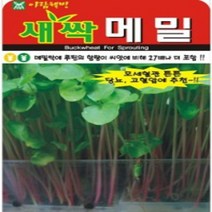 AR 새싹 메밀 600g 대포장 씨앗, 1개