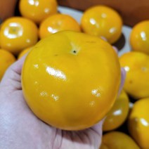 [농장직송] 아삭하고 달달한 단감 품질 선별후 배송상품, 품질보증 단감 (특) 2.5kg(12~13과)