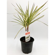 마지나타 중품 인테리어식물 드라세나 트리컬러 바이컬러 [박씨농원], 옐로우, 1개