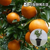 귤나무 한라봉 낑깡(금귤) 레드향 오리지널 레몬나무 유주나무 가림원예조경, 레드향 7치화분 결실주