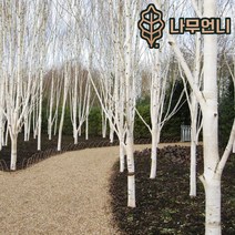 자작나무 백자작 조경수 나무언니, 잭큐몬티 자작나무 키120cm 4치장포트(2개세트)