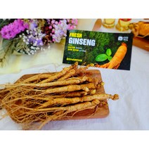 금산수삼센터 삼계탕 인삼 꿀절임 튀김 재배 세척 삼계삼 500g, 3-1. [세척안함] 36~45뿌리 500g