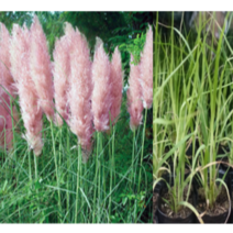 (성실)야생화 핑크색 팜파스그라스모종(포트) 3개