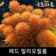 [수초마트] 레드 밀리오필룸, [단품] 3줄기