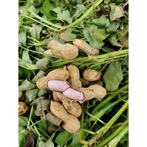 국산 피땅콩 생피 햇피 알 볶음 땅콩 500g