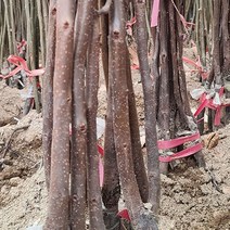 태추단감(배단감)나무 묘목 판매 (청아원예조경), 태추단감 상묘