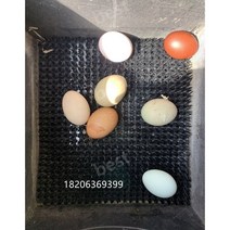 닭산란장 산란 상자 암탉 닭장 닭장만들기, 밀짚 매트
