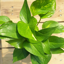 장미농원 원예 공기정화식물 인테리어 홈가드닝 플랜트 총집합 한정특가, 1개, 스킨답서스