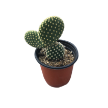 그린플랜트 다육식물 황도선 1+1