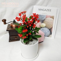 사계절 일년 내내 꽃 피는 꽃기린 (빨강/분홍) 다육식물 선인장 도자기화분 set, 빨강
