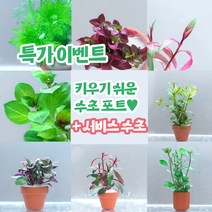 수아쿠아 골라서 키우는 포트수초 + 서비스 증정 초보자수초 구피수초, 포트없이 수초만, 02.하이그로필라 라지5촉