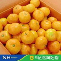 1월17일 오전5시까지 주문시 명절전배송 농협 제주 노지감귤 5kg(2S S M/로얄과)