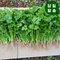 양주농부 클로렐라 고수 나물 향채소 고수풀 500g-1kg, 클로렐라 고수 500g