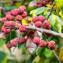 리서스원예 꾸지뽕나무 접목꾸지뽕 묘목 접목1년, 꾸지뽕 접목1년
