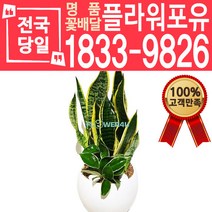 산세베리아 실내공기정화식물 개업축하선물 미세먼지 공기청정 키우기쉬운식물 선물용 고급승진화분