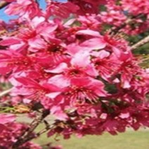 묘목/홍왕벚나무 엘레강스미유키 1년생 J475