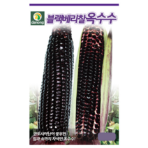 콩 옥수수 씨앗 강낭콩 작두콩 서리태 호랑이콩 종자 백태 땅콩 율무 녹두 팥 완두콩 씨, 4. 블랙베리찰옥수수 70립