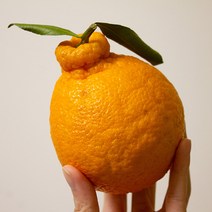 [책임보상제] 제주 햇 한라봉 고당도 프리미엄 가정용 선물세트, 한라봉 선물용 / 5kg / 대과 / 10-18과 내외, 1개