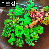 [수초킹] 키우기 쉬운 부상수초 랜덤세트 / 수초맛집 목련 물배추 필란터스 플루이탄스 피시티아 sp. 루드위지아 세디올데스 긴코 생이가래 개구리밥 살비니아 쿠쿠라타 나탄스, 부상수초 3종세트 (약10촉)
