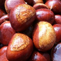 국내산 햇밤 맛밤 군밤 생밤 알밤 2kg (왕특), 옥광밤 2kg (중)