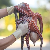 국내산 통영 생물 활 돌문어 1kg, 1개