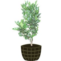 3년생 사세보 묘목 제주도 직발송 조생감귤을 집에서