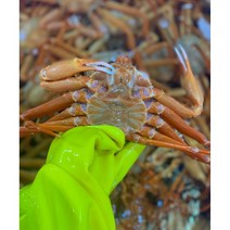 선주직송 홍게 연지 생물 자숙 포항 구룡포 후포, 1.라면용육수용홍게 1kg 4~7마리 내외